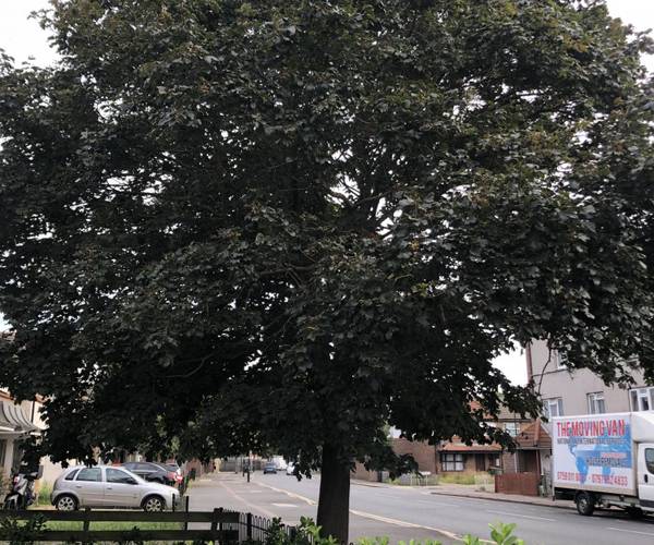 Parking on Freemasons Road, E16